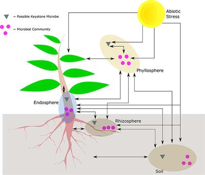 Plant Host-Associated Mechanisms for Microbial Selection